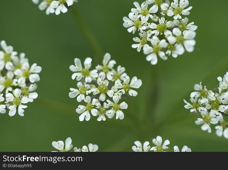 Detail of white blooming flowers. Detail of white blooming flowers