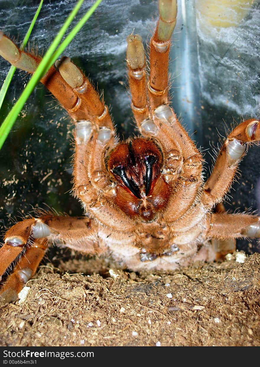 King Baboon Tarantula