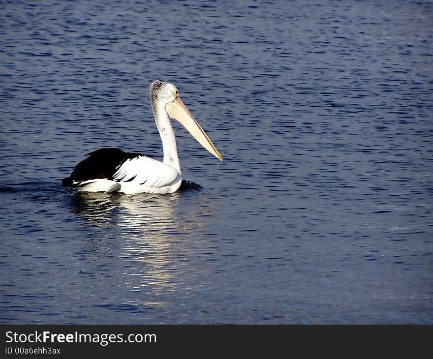 A lone pelican swimming in calm water