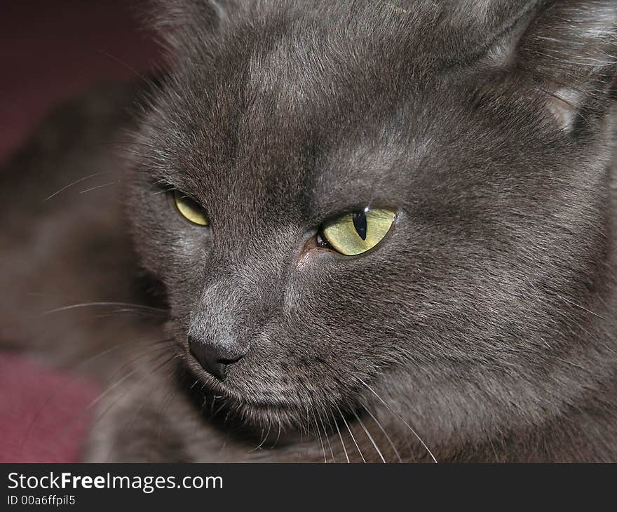 Close photo of a cat's muzzle. Close photo of a cat's muzzle