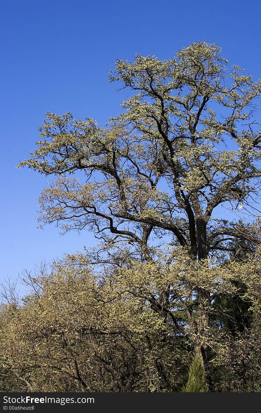 Tree with blue sky in the background.