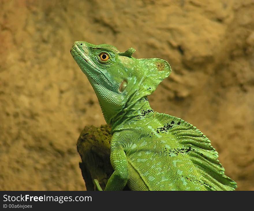 Green basilisk