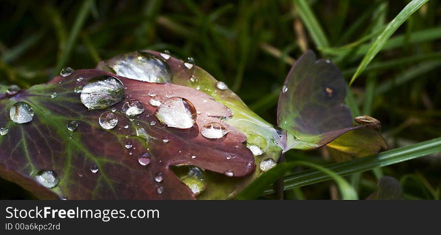 Drops on the grass