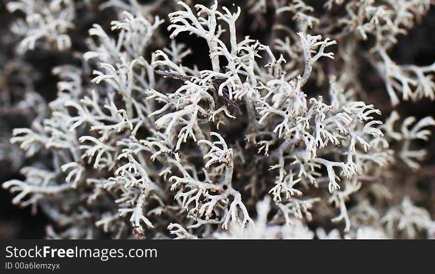 White moss close-up for background