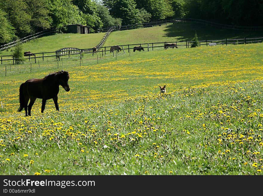 Danish horses on a field in the spring