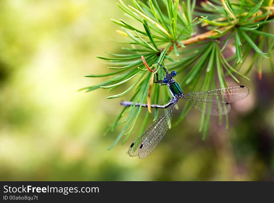 Dragonfly on the needles of larch