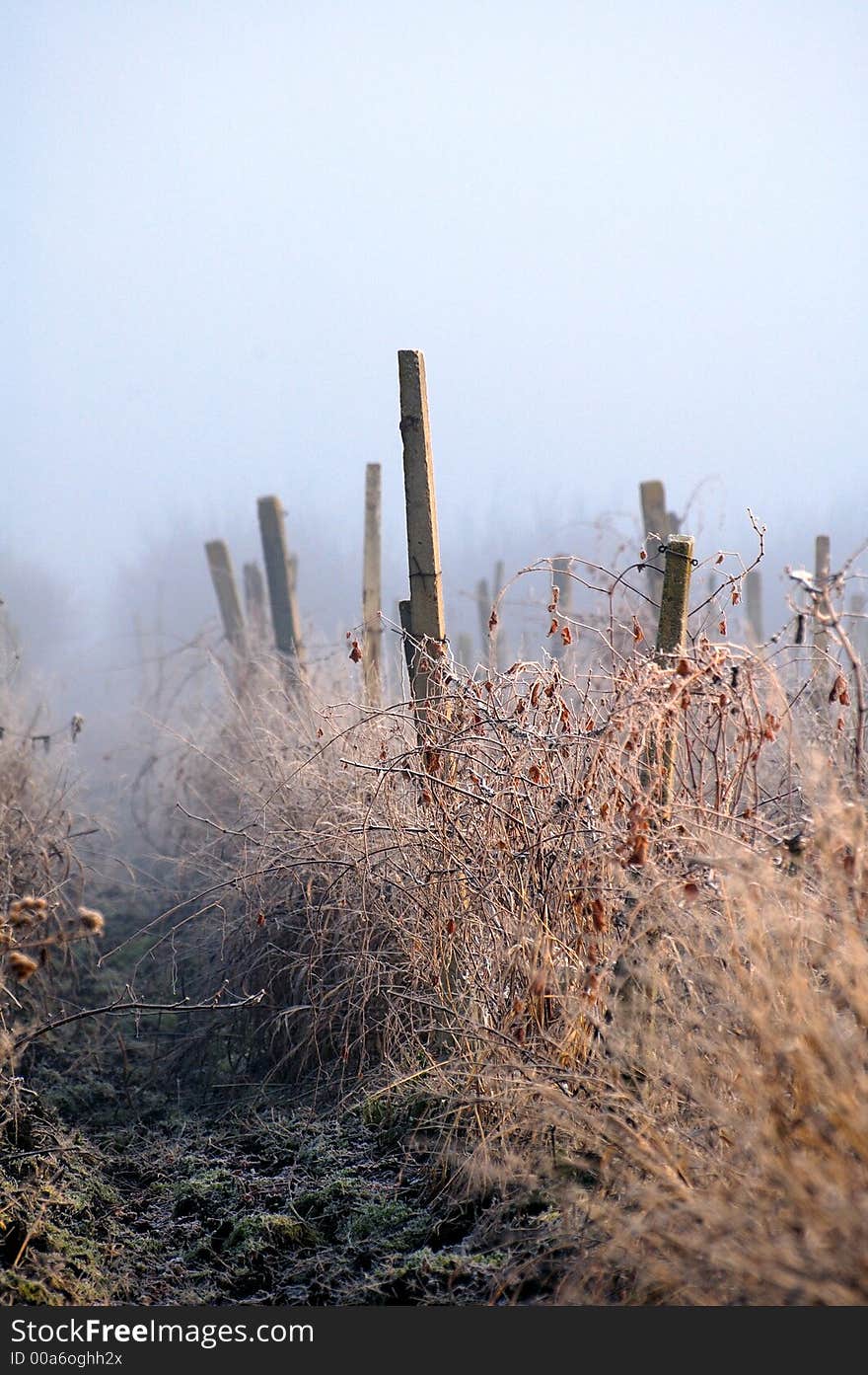 Morning, winter, detail of a garden in fog. Morning, winter, detail of a garden in fog