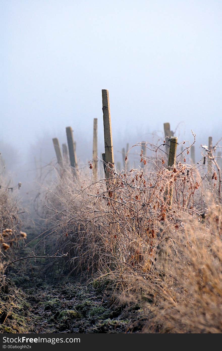 First Frost