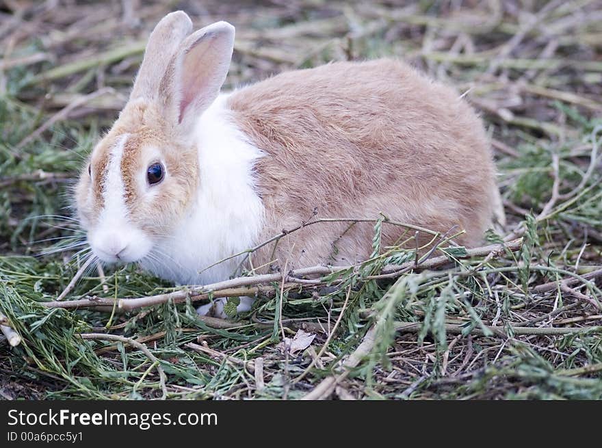 A small rabbit looking towards the camera. A small rabbit looking towards the camera