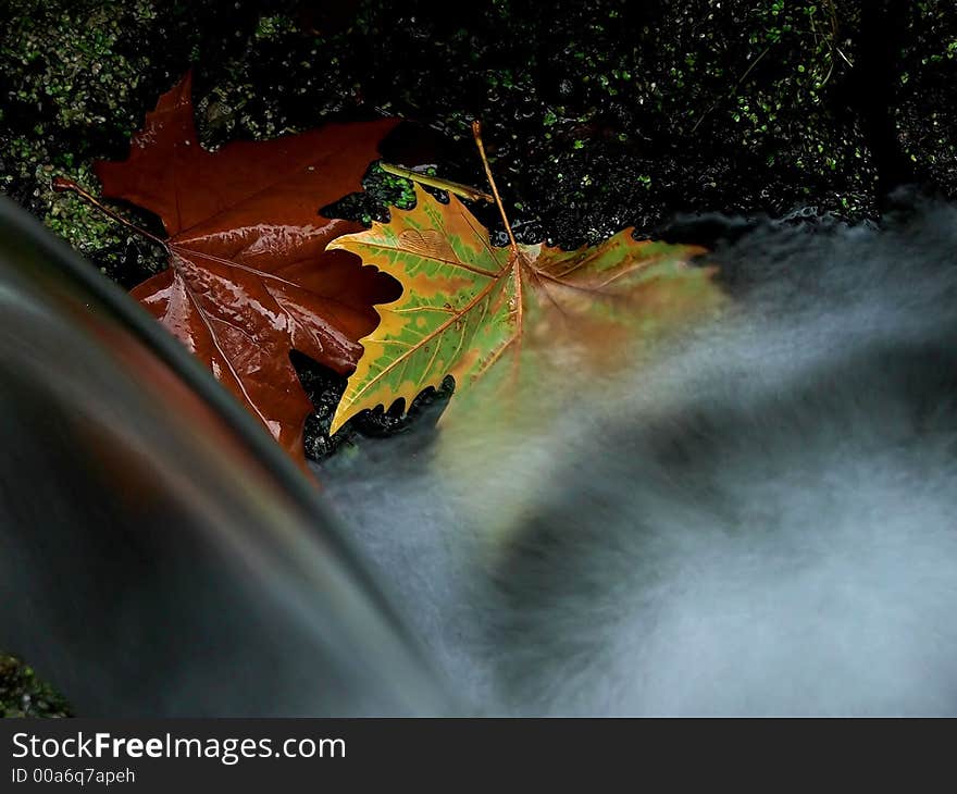 Two leaves surviving under water. Two leaves surviving under water