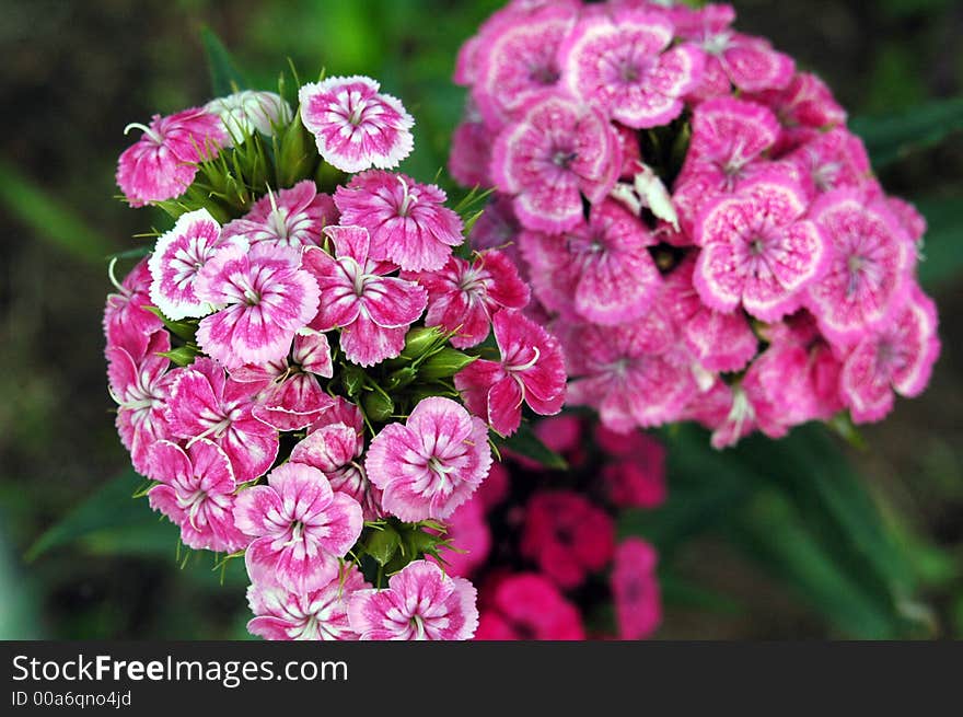 Cultivated Flowers