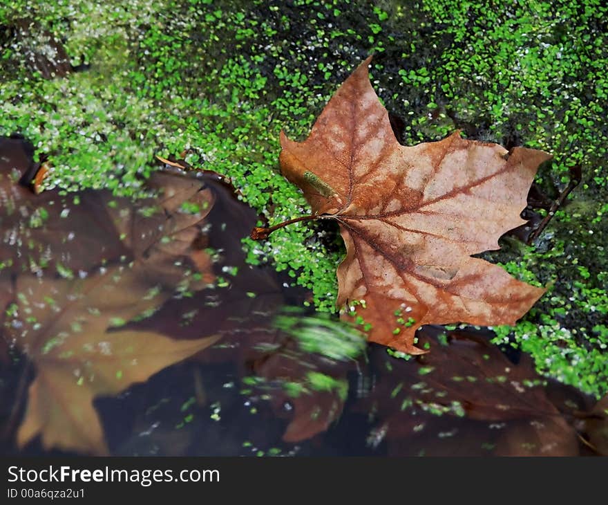 Sinking leaves on the water. Sinking leaves on the water