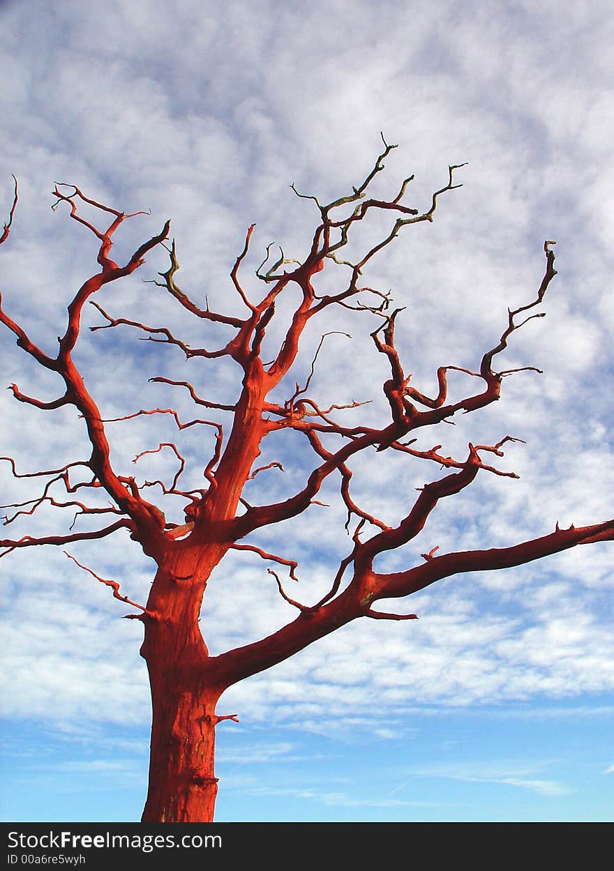 Painted old oak tree in farmers field. Painted old oak tree in farmers field