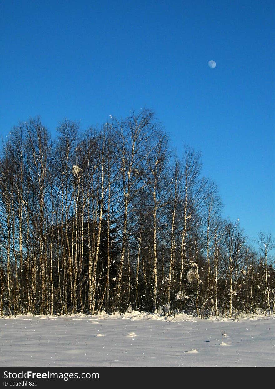 Winter-Birches In Snowed-In Meadow - And The Moon