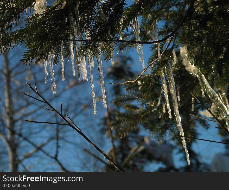 Icicles dramatically hanging from fir - also see my other winter pics.