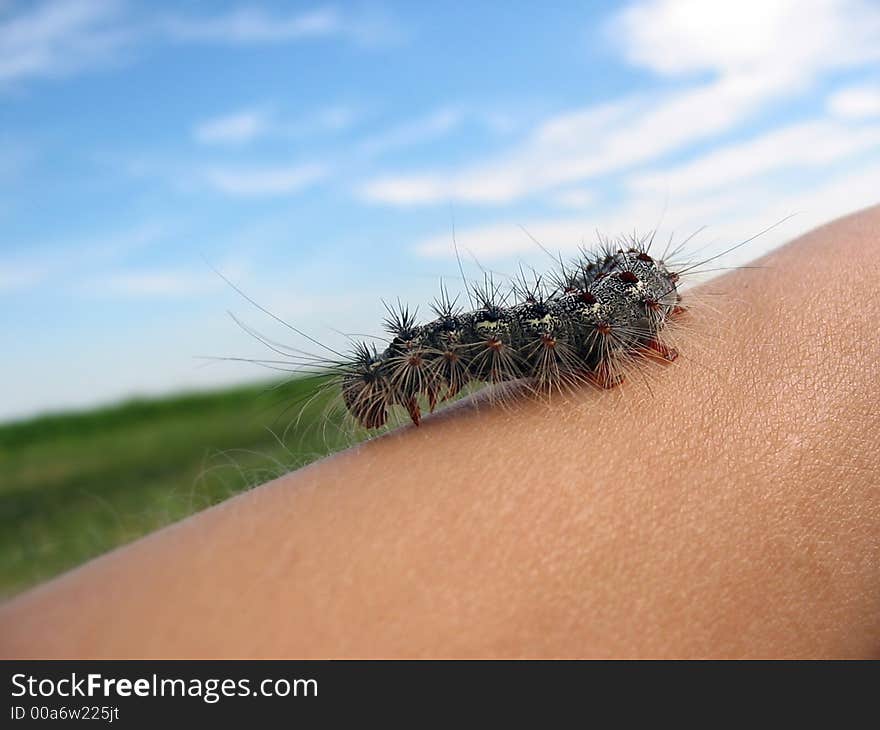 The caterpillar on the hand with sky and meadow backgound