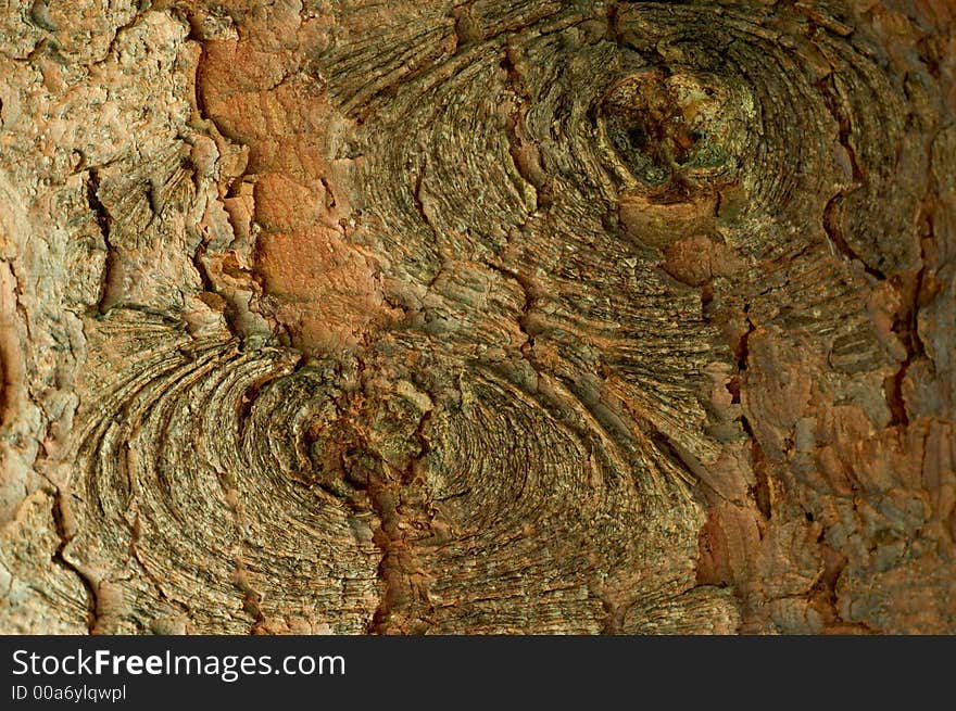 Pine tree texture closeup for background