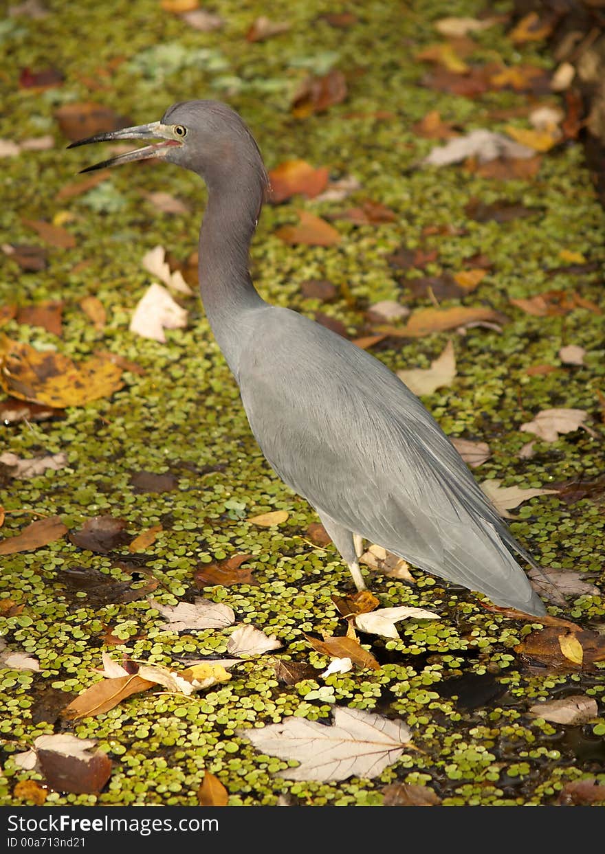 Blue heron in a sea of leaves. Blue heron in a sea of leaves