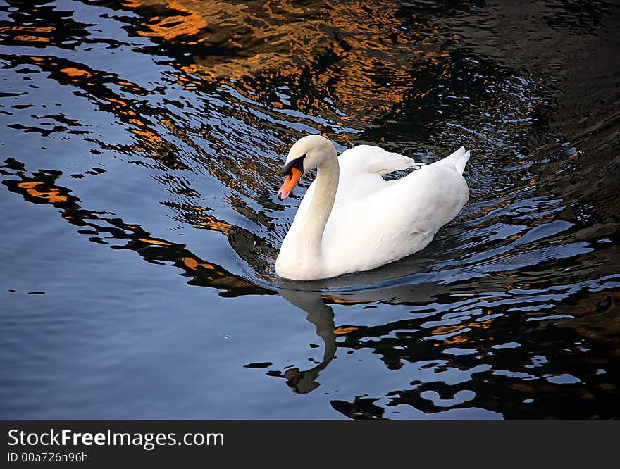 Swan 1