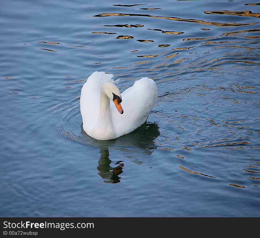 Swan 2