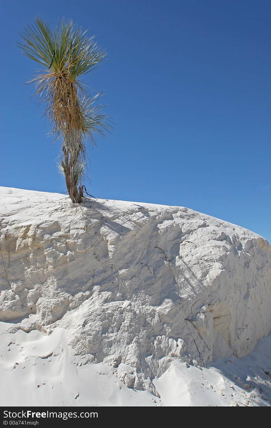 Sand wall with yucca