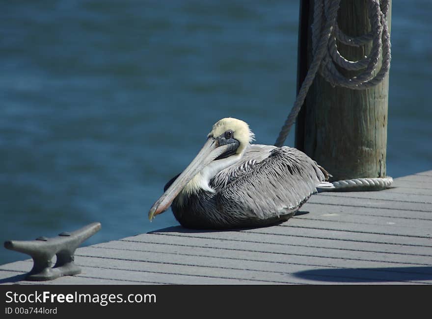 Pelican sitting on dock in Clearwater beach