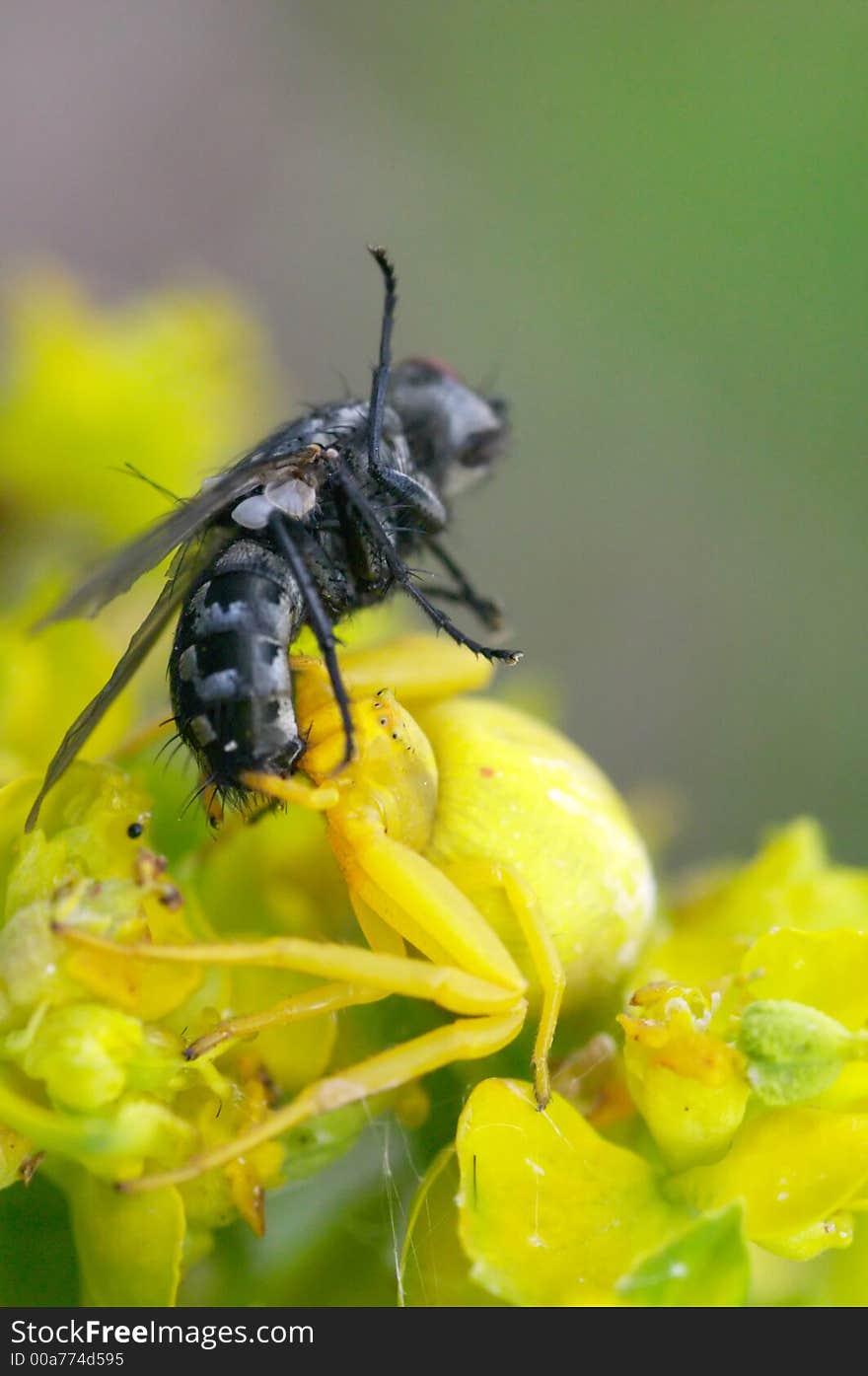 Crab spider