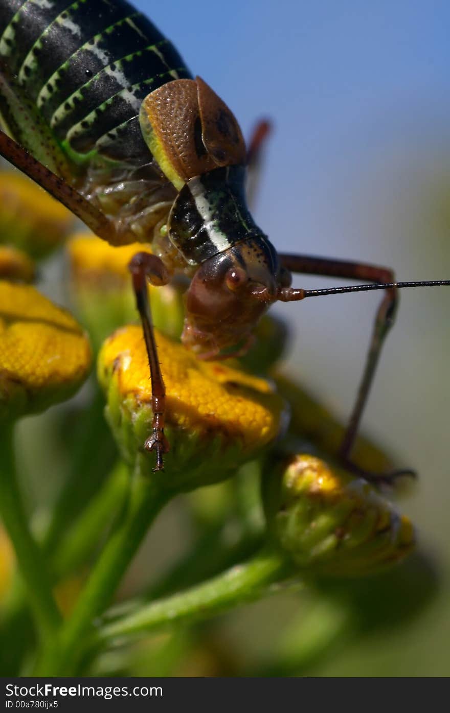 Macro of a black grasshopper