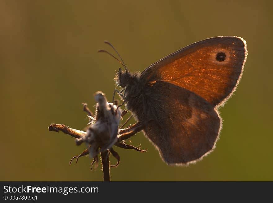 Butterfly Meadow Brown