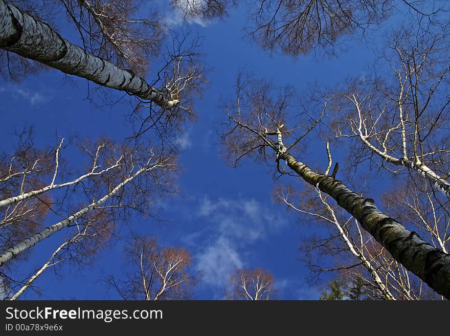 Tree tops of a birches