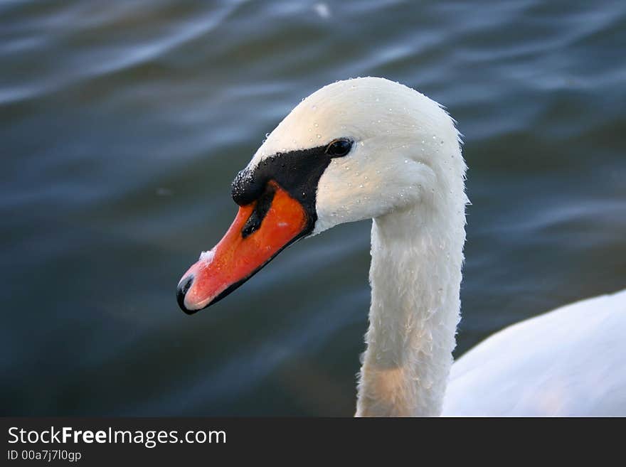 White swan head detail with water as background
