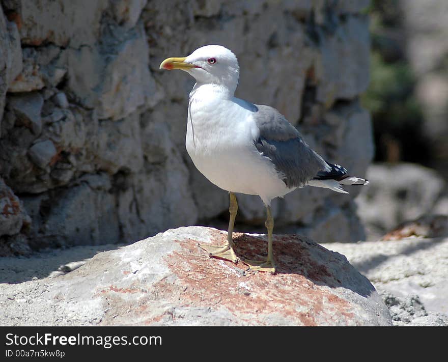 Sea gull at rock