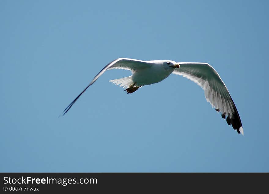 Sea Gull Flight