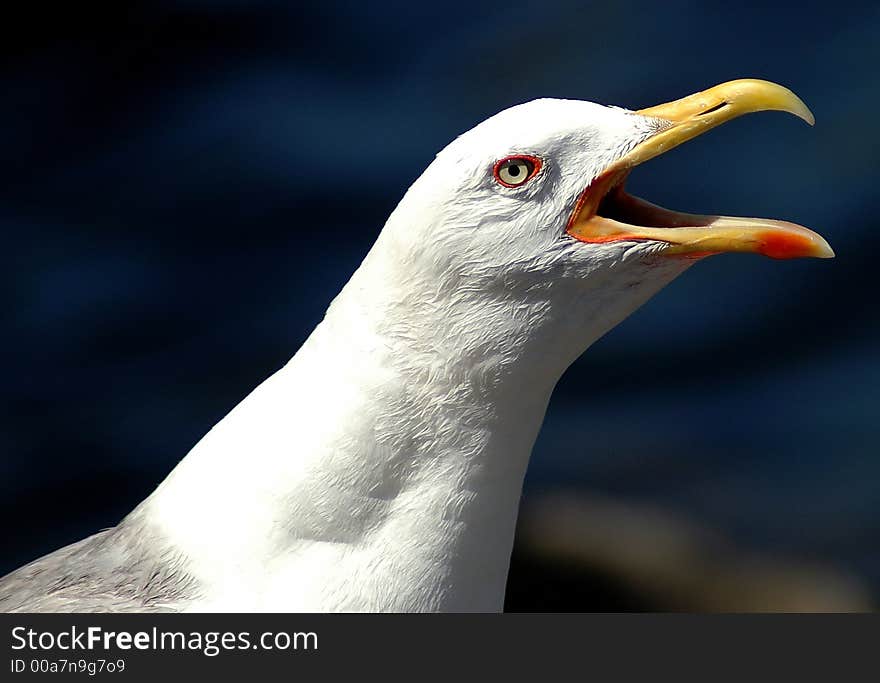 Hungry sea gull watching to me