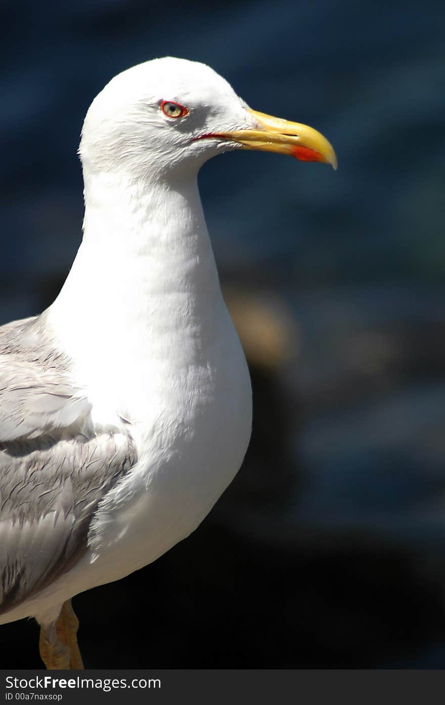 Sea gull