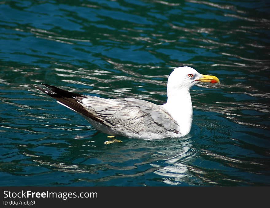 Alone seal gull at the sea surface. Alone seal gull at the sea surface