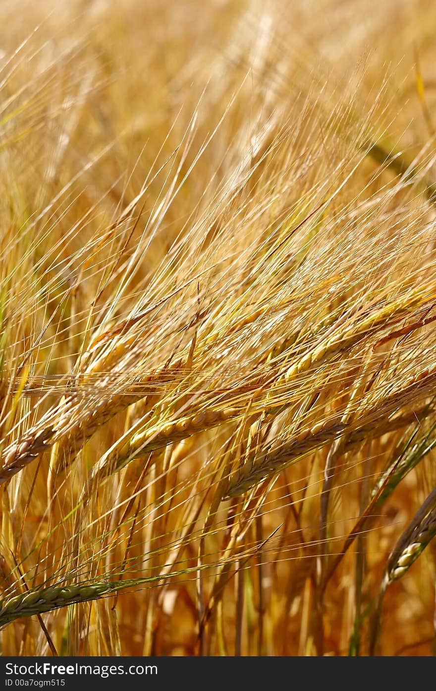 A close-up photo of a corn field