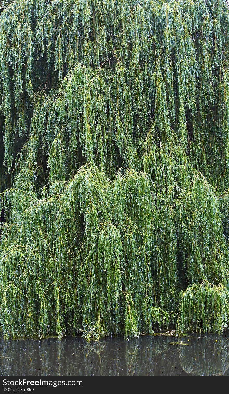 Green haning tree over river (useful as background). Green haning tree over river (useful as background)