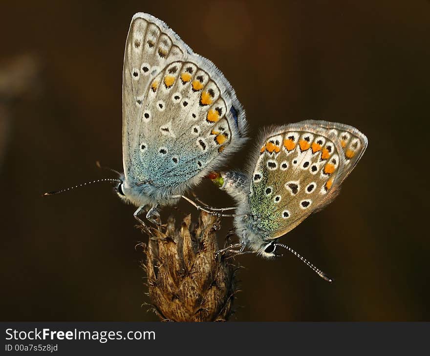 Copulating two  butterflys Polyommatus icarus. Copulating two  butterflys Polyommatus icarus