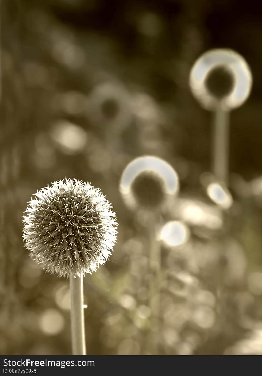 Danish Ball flowers with backlight