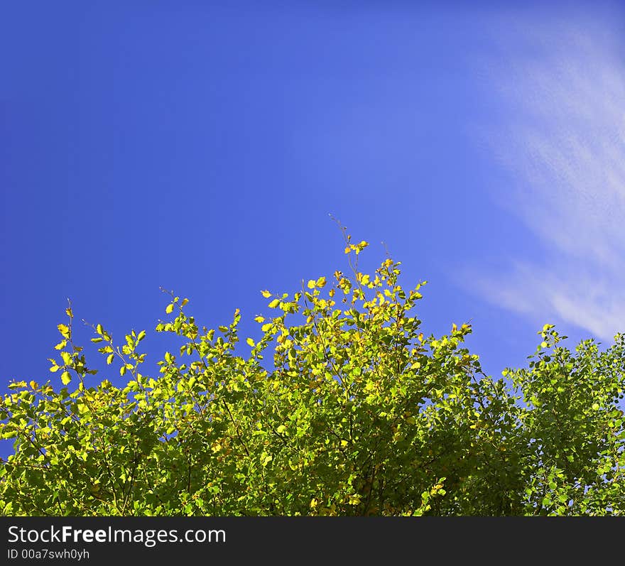 Trees and blue sky a summer day