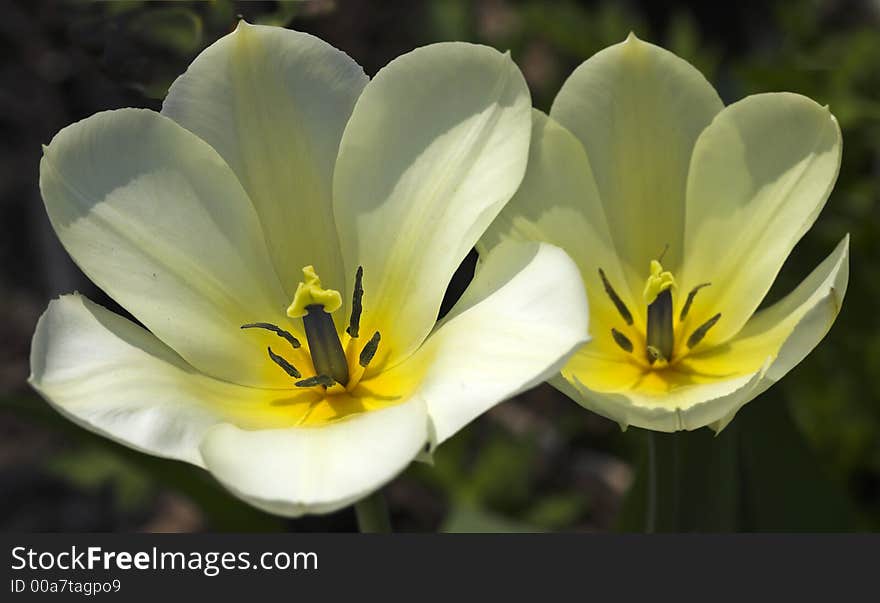 It's a photo of white tulips