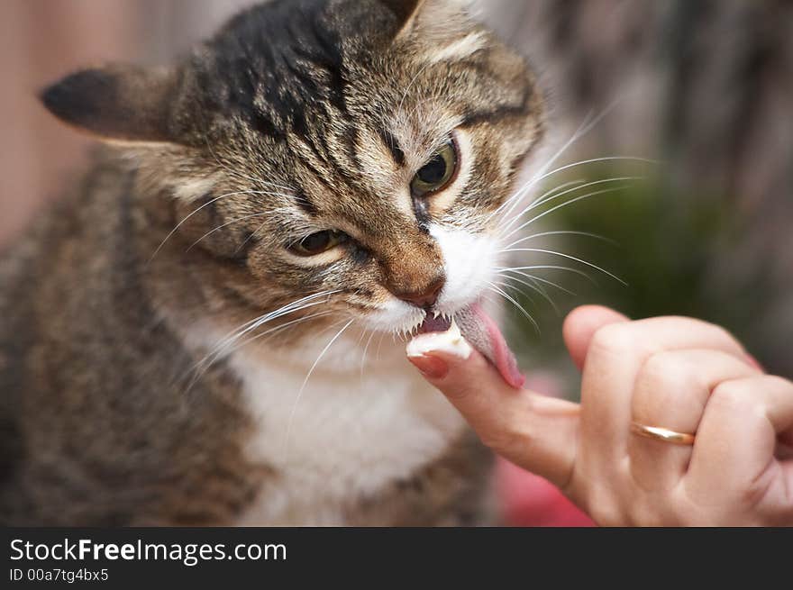 I like spread cheese! Kuzia - senior cat (12 y.o.)