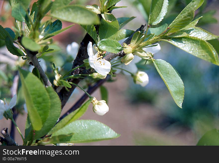 Nice buds in spring time. Nice buds in spring time