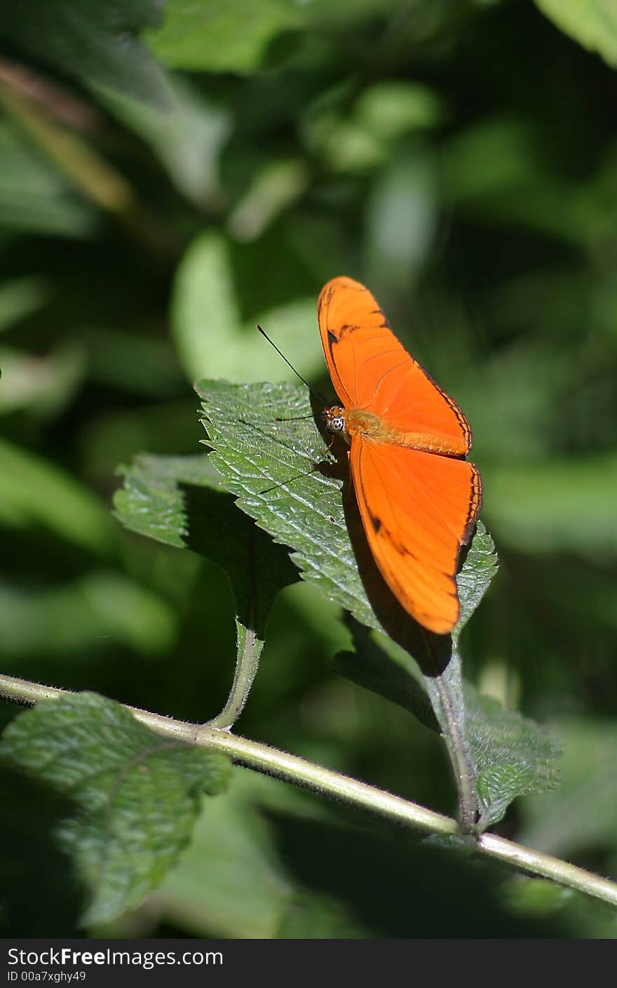 Julia Butterfly (Dryas julia)