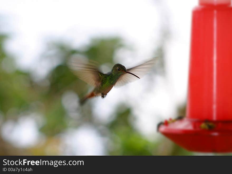 Stock Photo of a Rufous-Tailed Hummingbird (Amazilia tzacatl) perched on a bird feeder in Bocas del Toro, Panama. Stock Photo of a Rufous-Tailed Hummingbird (Amazilia tzacatl) perched on a bird feeder in Bocas del Toro, Panama.