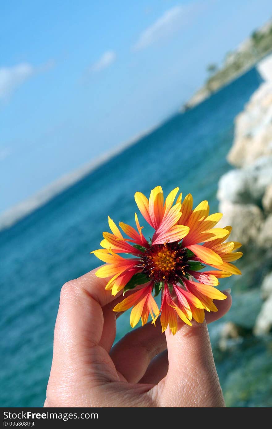 Female hand with flower in front of ocean, coastline. Female hand with flower in front of ocean, coastline