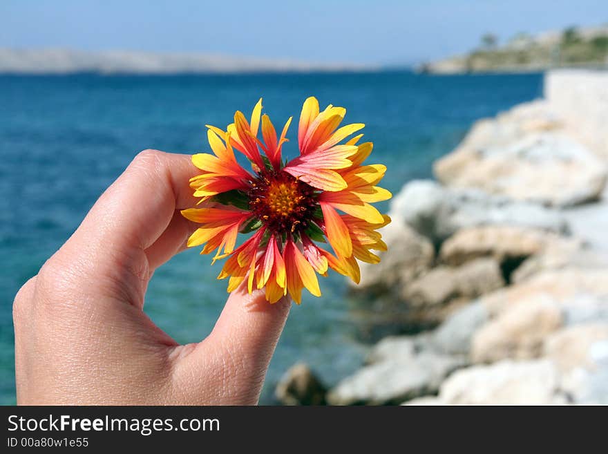 Female hand with flower in front of ocean, coastline. Female hand with flower in front of ocean, coastline