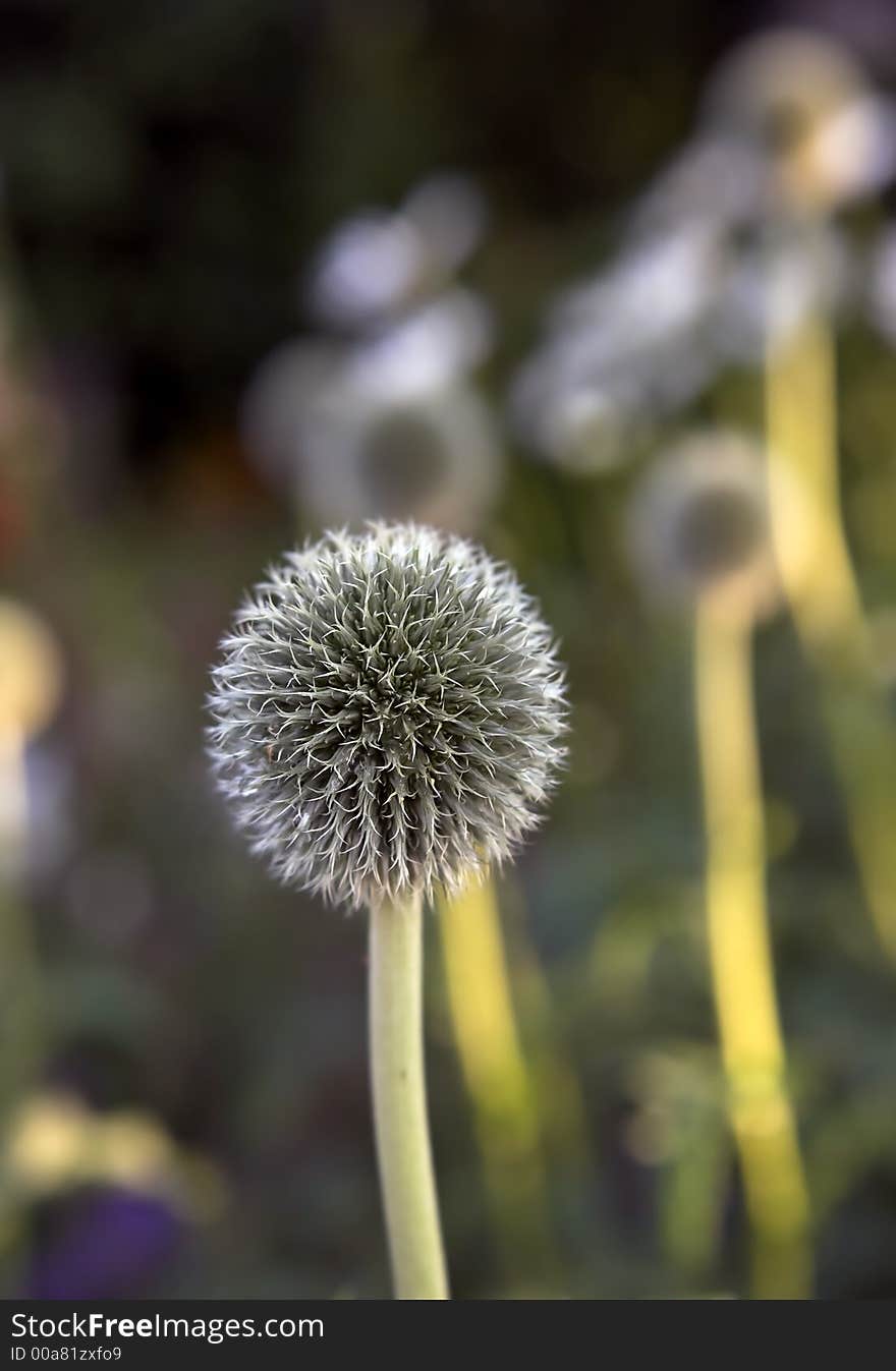 Danish Ball flowers early summer at sunset