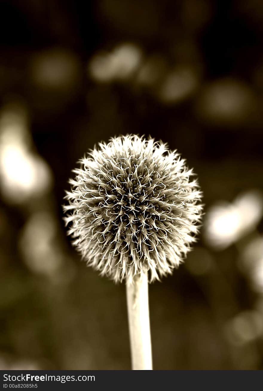 A photo of a Danish Ball flowers